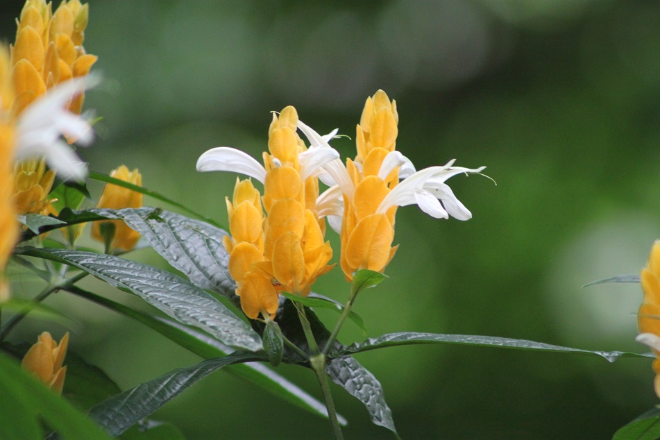 The Flowers of Golden Shrimp Plant (Pachystachys lutea)