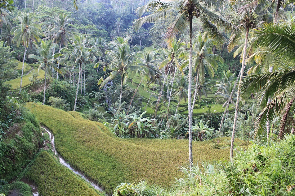 Agricultural Bali