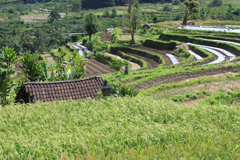 Rice Terraces, Sidemen