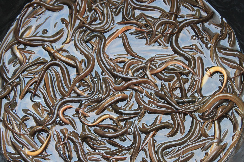 Slimy Eels