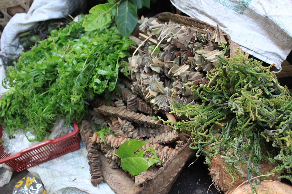 Fern for Balinese Dishes