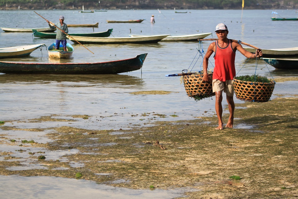 Carrying Baskets of Seaweed