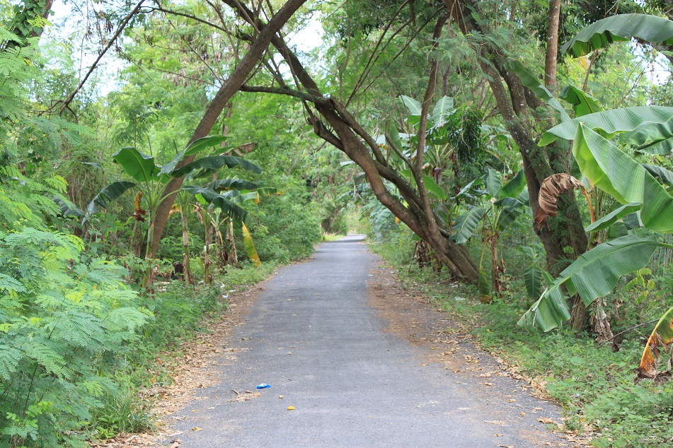 The Leafy Road of Nusa Lembongan