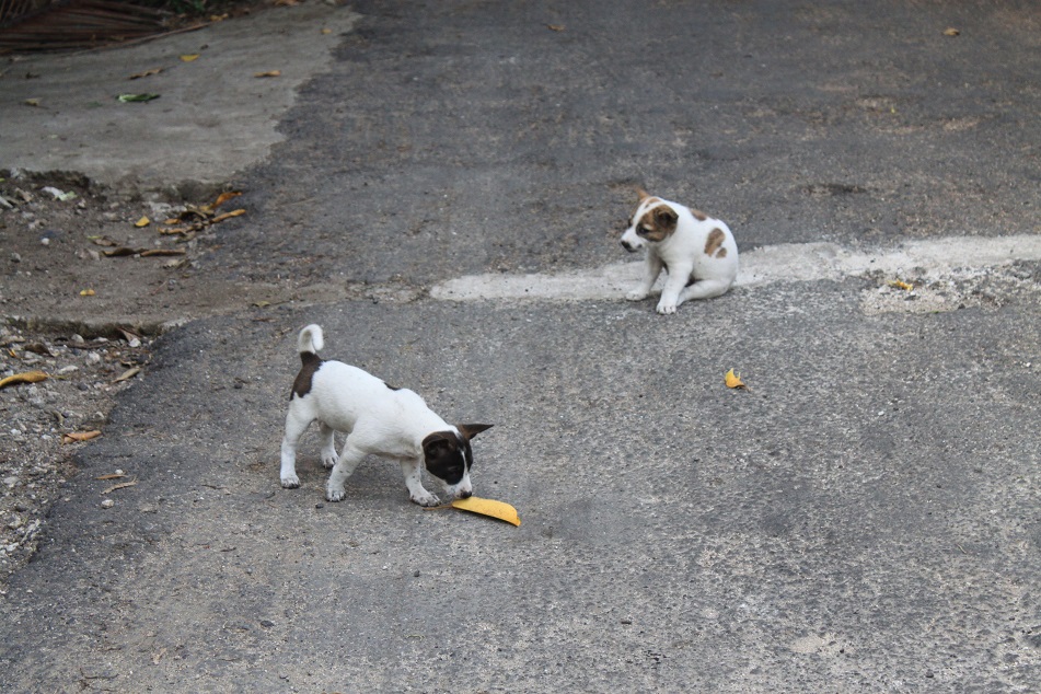 Adorable Puppies on the Road