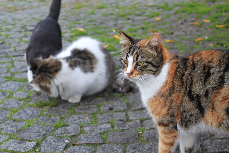 The Adorable Cats of Istanbul...