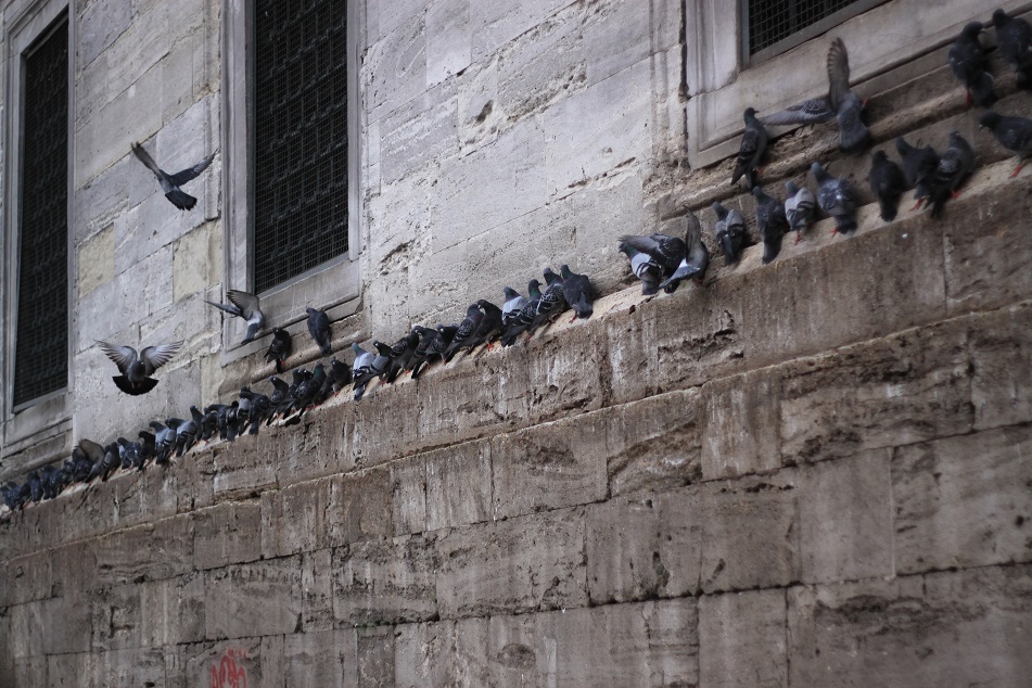Busy Pigeons at Eminönü