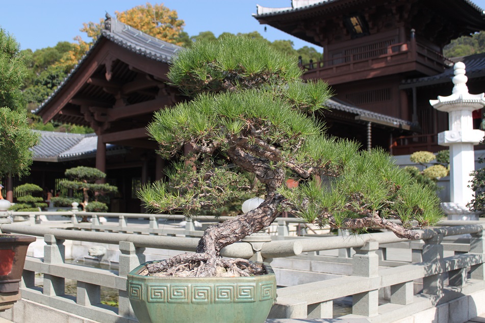Bonsai, Beauty Crafted Through Time