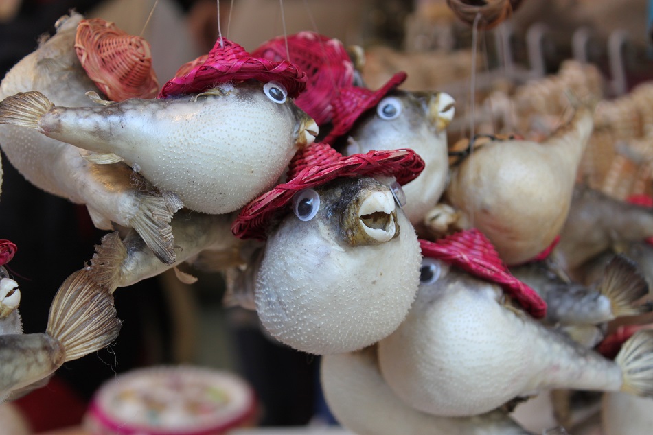 Dried and Decorated Pufferfish