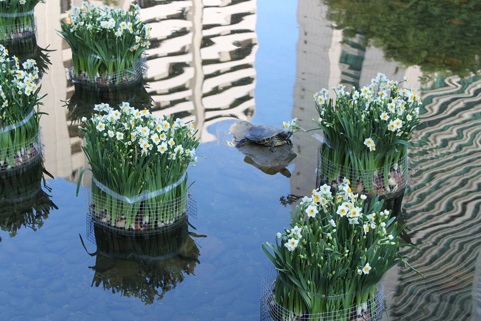 Narcissus Blooms and Turtles in An Urban Park