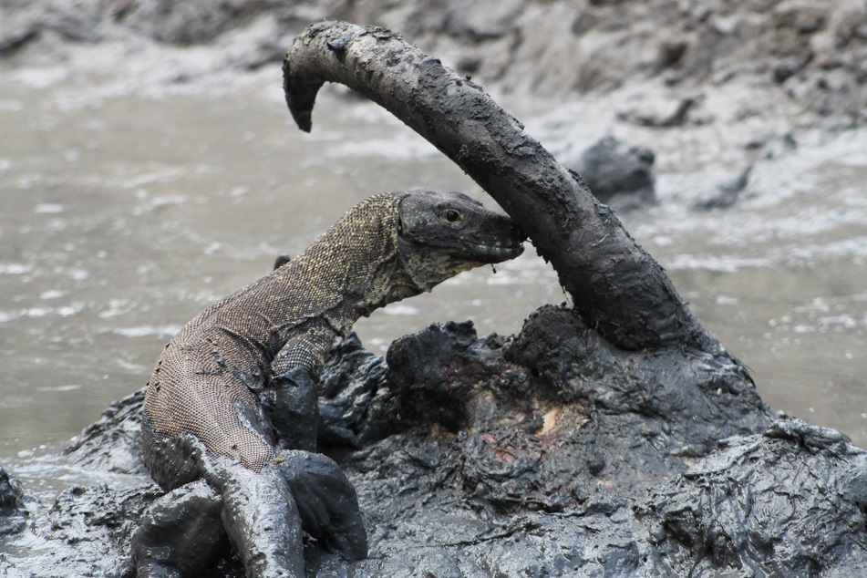 A Young Komodo Dragon Devouring A Buffalo's Carcass
