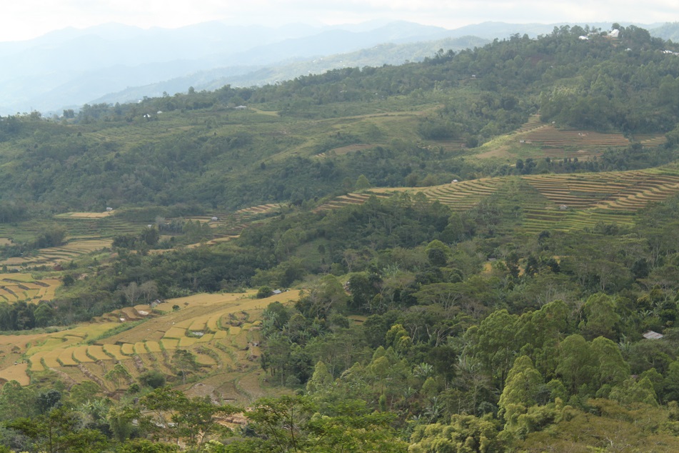 Rice Terraces on the Undulating Hills of Manggarai