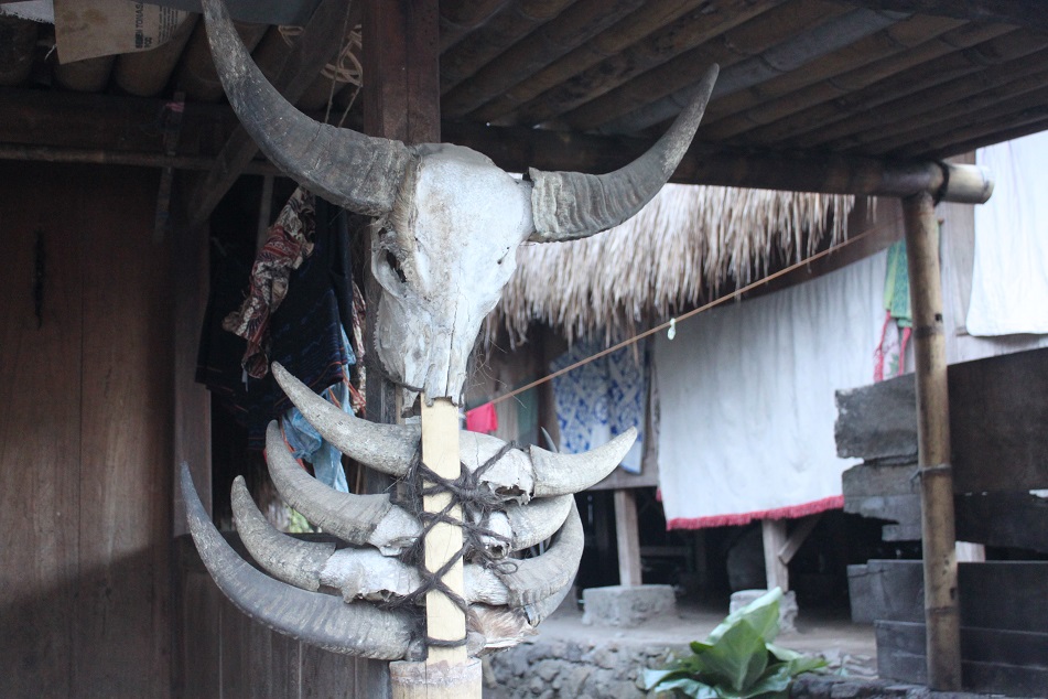 Buffalo Horns Home Decoration