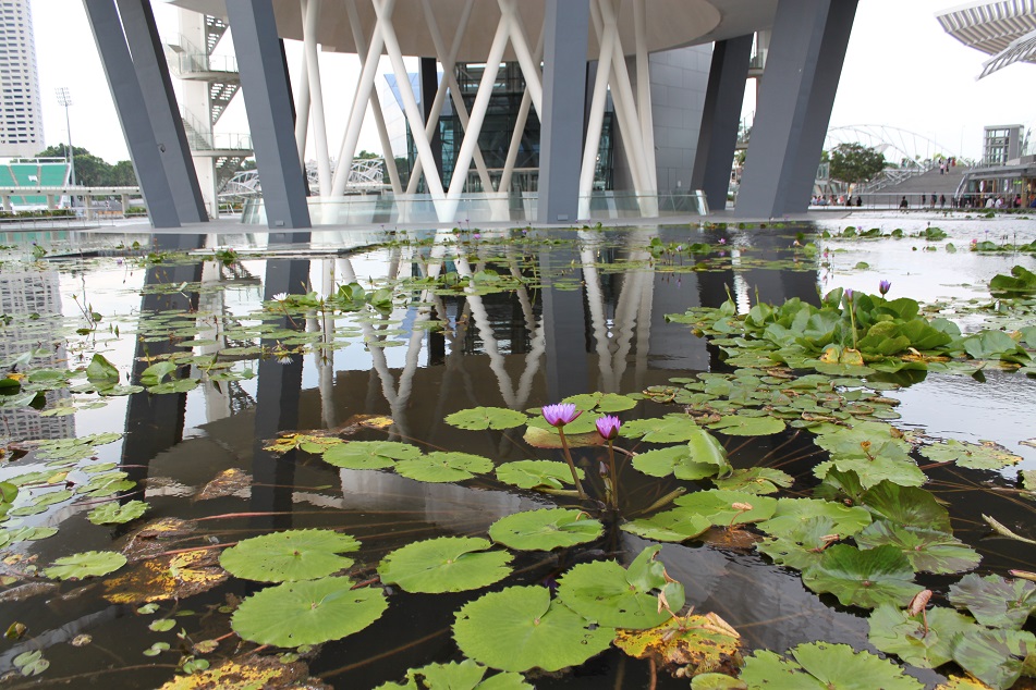 Lotus Pond beneath the Alienesque Museum