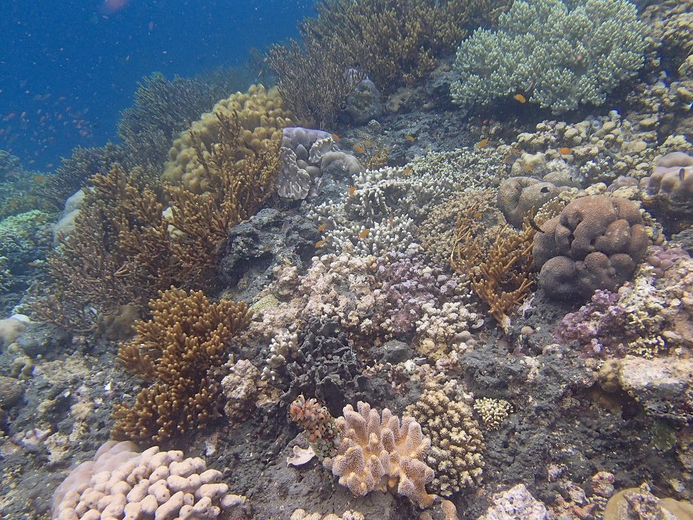Corals Flourish