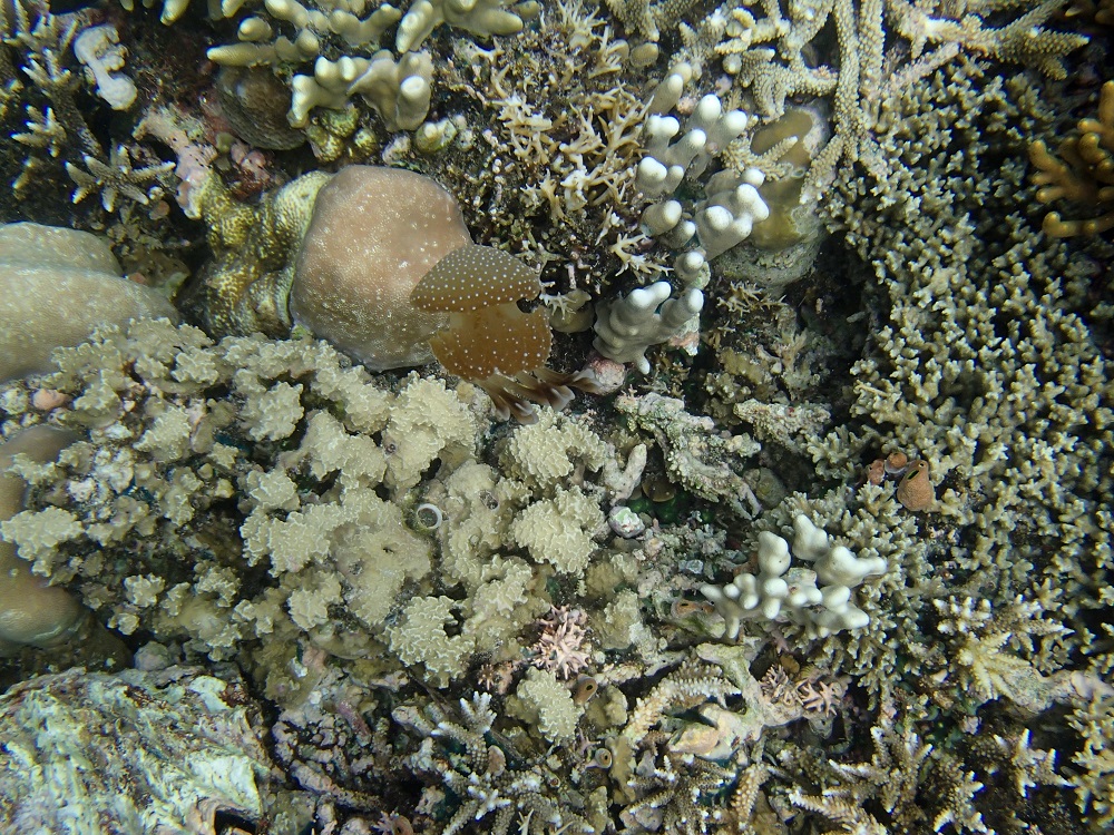 A Camouflaged Brown Spotted Jellyfish
