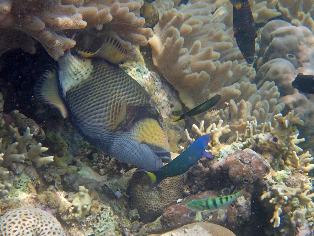 Coral-Eating Titan Triggerfish
