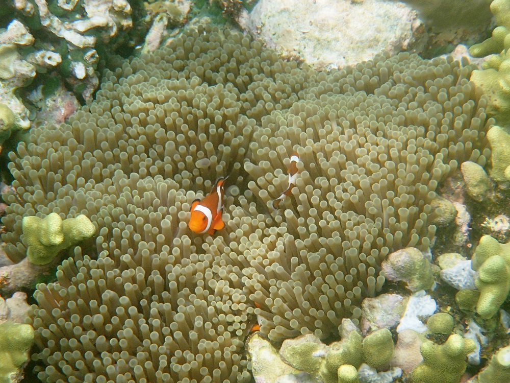 Nemo (Clownfish)