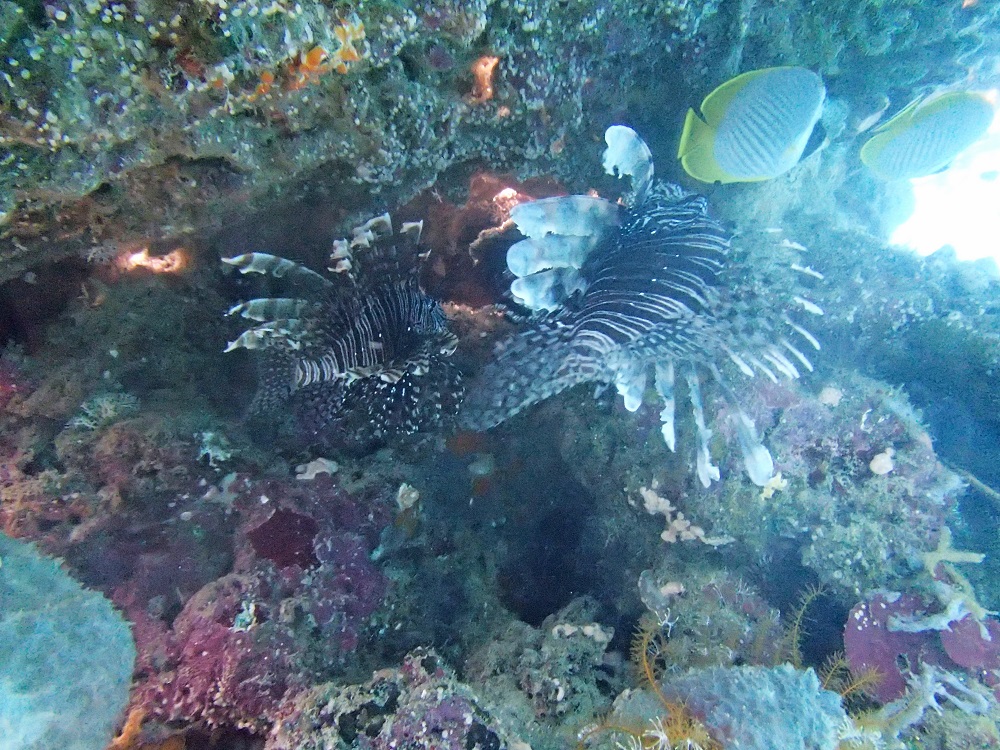 Lionfish Hiding in the Wall (Photo Courtesy of Made, Our Snorkeling Guide)