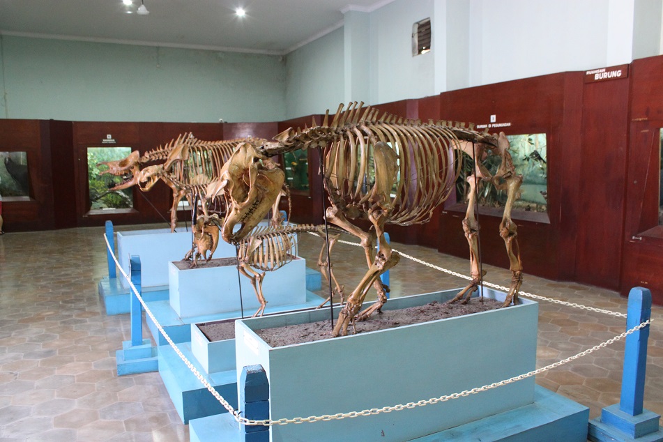 Animal Skeletons inside the Zoology Museum