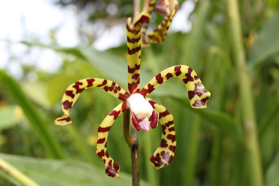 A Spider Orchid