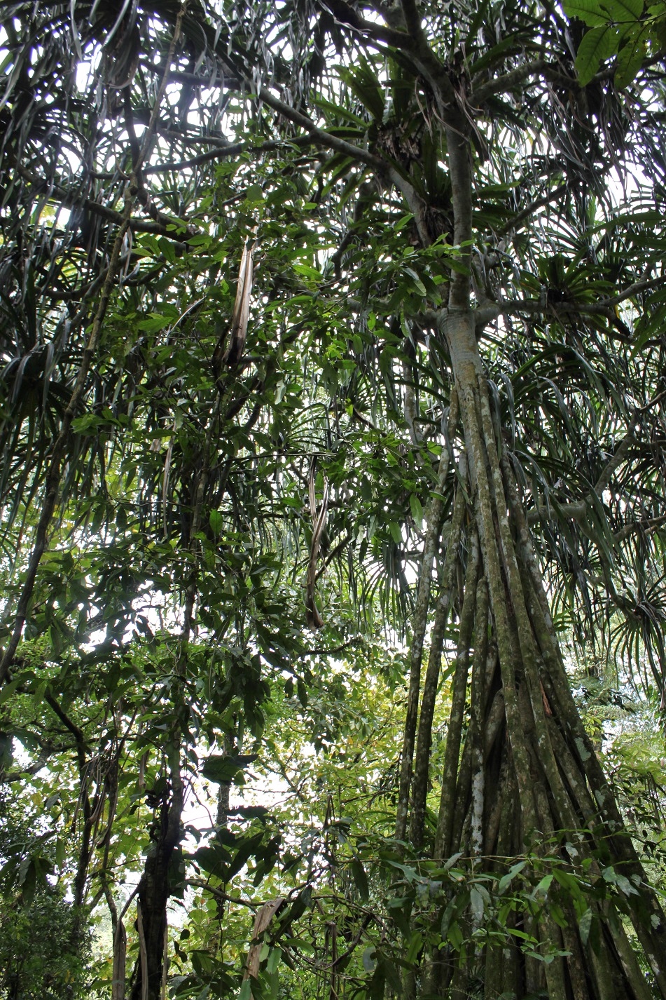 Giant Pandanus Trees Soar High above the Forest Floor