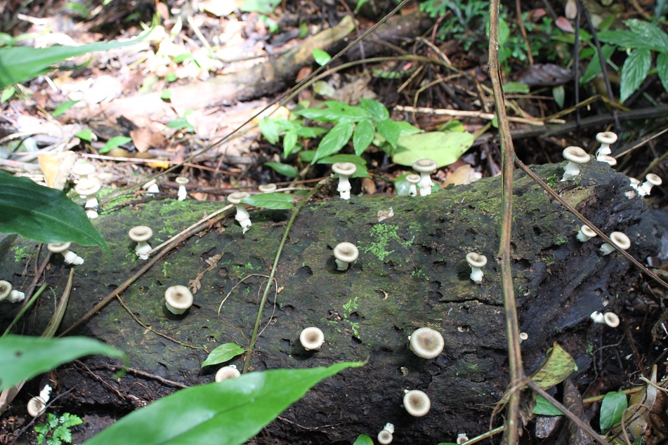 Wild Mushrooms on A Dead Tree Trunk