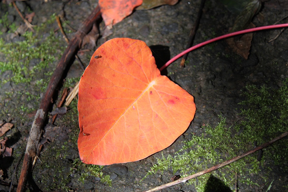 Heart-Shaped Leaves All over the Forest Floor