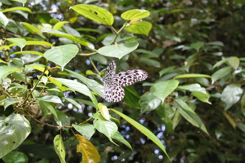 An Elegant Malabar Tree-Nymph