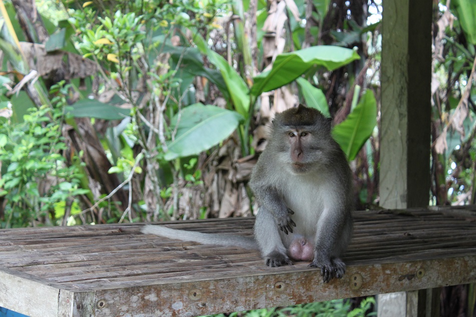 An Inquisitive Macaque