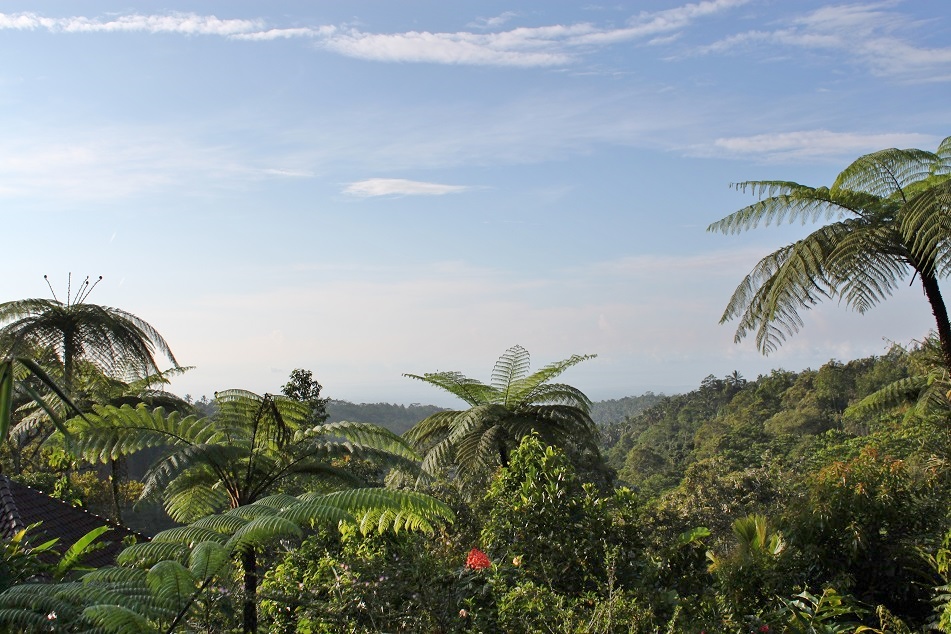 A Sweeping View of Batukaru's Pristine Rainforest