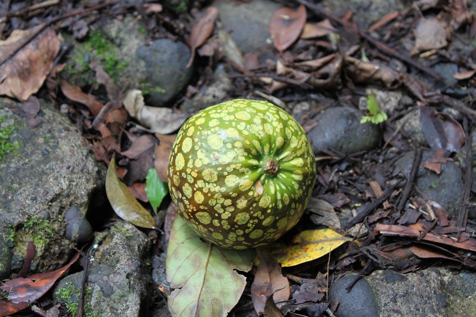 Another Inedible Fruit from the Forest