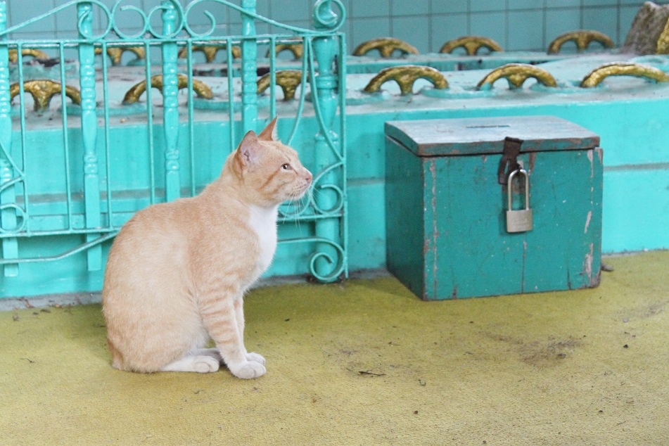 A Resident Cat at the Tomb