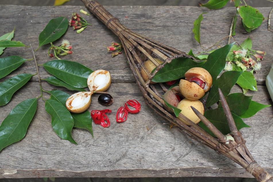 Nutmeg and Clove from the Spice Islands 