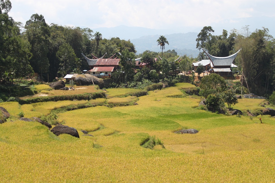Tongkonans amid Rice Terraces
