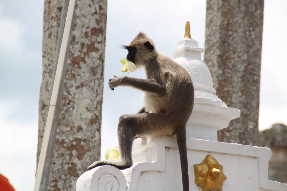 A Gray Langur Snacking on Floral Offerings