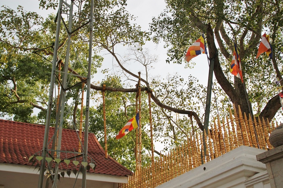 Maha Bodhi Tree, Planted in 249 BC)