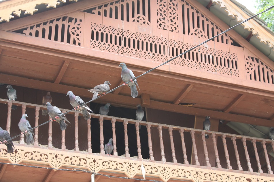 Pigeons and Traditional Architecture