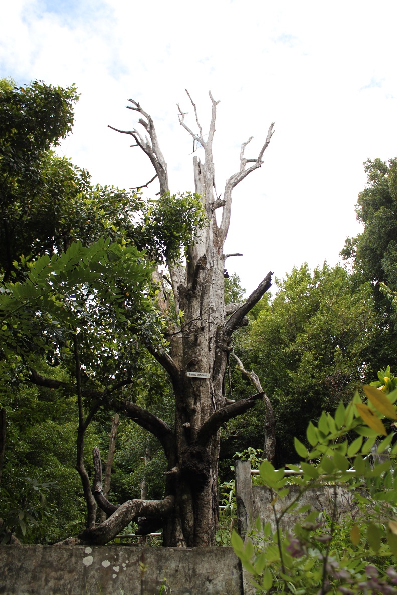 Afo 2, the Second Oldest Clove Tree Recorded in History