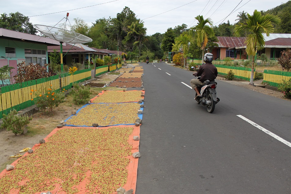 Drying Cloves in the Sun, Tidore