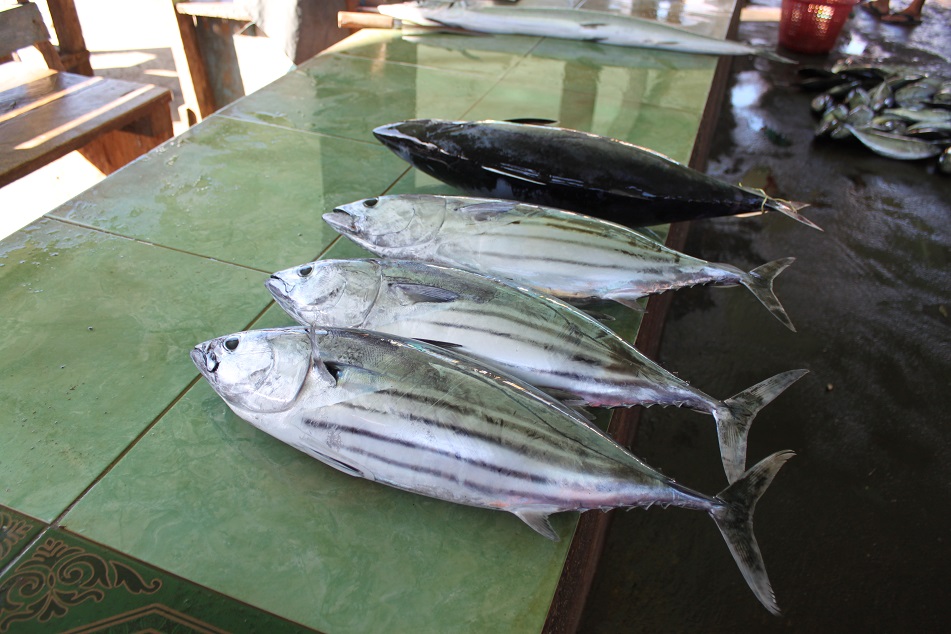 Skipjack Tuna at Banda Neira Market