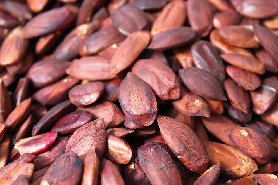 Kenari (Known in the Philippines as Pili Nut)