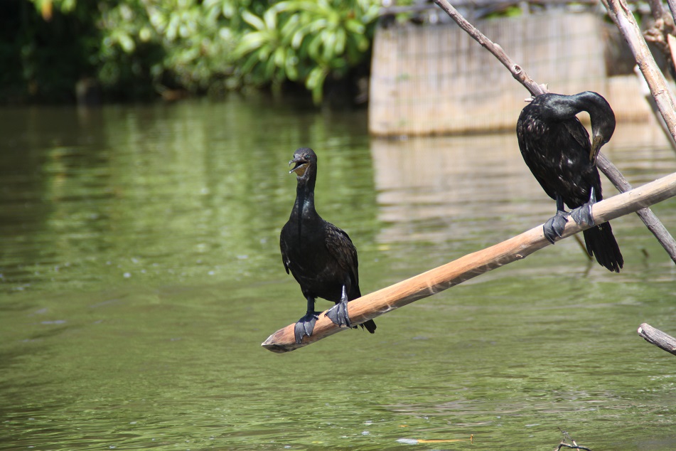 Cormorants Resting on A Bamboo Pole