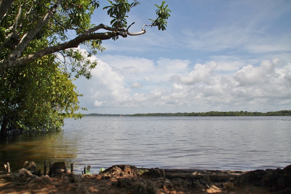 View of the Backwaters