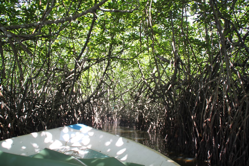 Entering Dense Mangrove Forest...