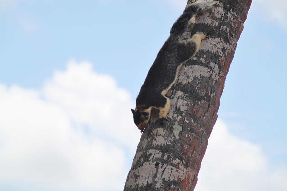 A Giant Indian Squirrel